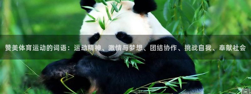 千亿国际官网下载招商电话:赞美体育运动的词语:运动精神、激情